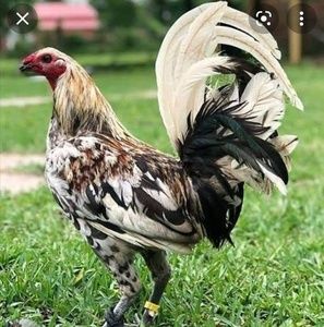 Meet your Posher, Vasstamped